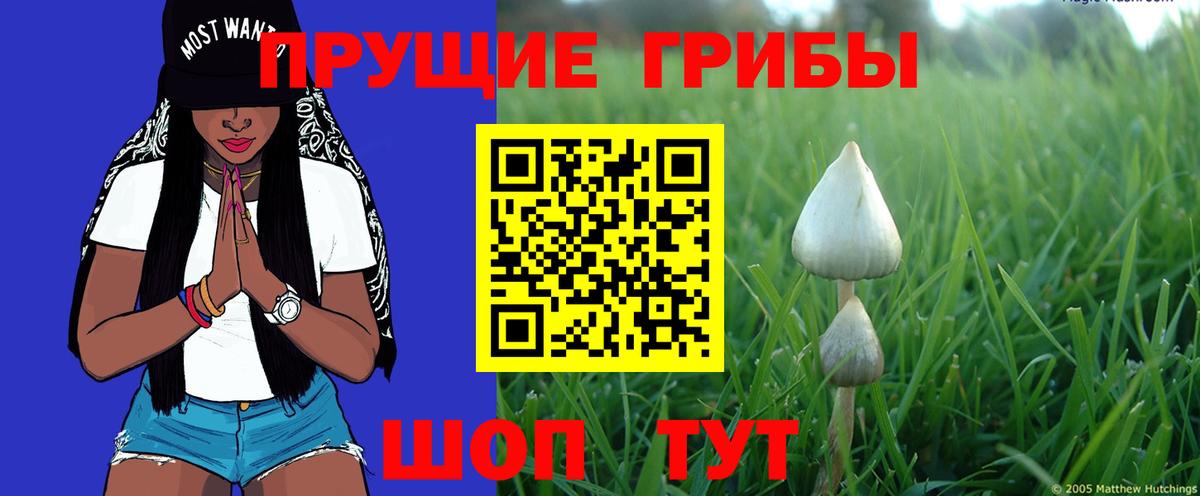 Псилоцибиновые грибы GOLDEN TEACHER  Вход с VPN  Псилоцибиновые грибы Magic Shrooms  Глазов 